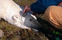 Researcher measures head of tranquilised Polar bear {Ursus maritimus} Hudson bay, Canada