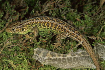 Sand lizard {Lacerta agilis} male with shed skin. Purbeck, Dorset, UK