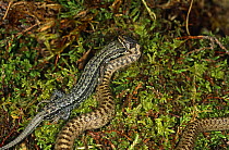 Smooth snake {Coronella austriaca} eating Viviparous lizard {Lacerta vivipara} UK