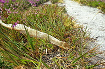 Grass snake shed skin (Natrix natrix) Purbeck, Dorset, UK