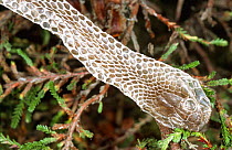 Grass snake shed skin {{Natrix natrix} Purbeck, Dorset, UK