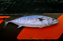 Bonito fish caught by fishermen (Sarda sarda) Spain