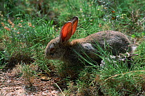 European rabbit with myxomatosis disease {Oryctolagus cuniculus} Spain