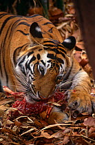 Bengal tiger feeding on prey {Panthera tigris tigris} Bandhavgarh NP, Madhya Pradesh, India
