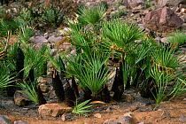 Regeneration of Dwarf fan palms after fire {Chamaerops humilis} Spain