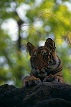 Bengal tiger cub {Panthera tigris tigris} Bandhavgarh NP, Madhya Pradesh, India