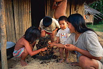 Huaorani Indian family eating honey from wild bees nest Yasuni NP, Ecuador