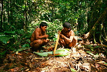 Huaorani Indians preparing curare poison for blow pipes Yasuni NP, Ecuador