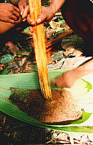 Huaorani indians preparing curare poison for blow pipes to use for hunting, Yasuni NP, Ecuador