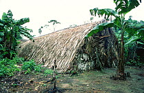 Traditional Huaorani dwelling made of palm leaves, Yasuni NP, Ecuador