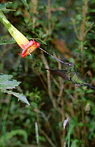 Sword billed hummingbird {Ensifera ensifera} feeds from {Datura} flower, Andes, Ecuador, South America