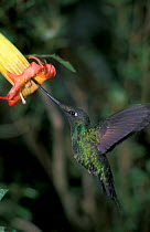 Sword billed hummingbird {Ensifera ensifera} feeds from Datura flower. Andes, Ecuador