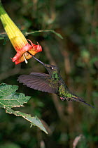 Sword billed hummingbird {Ensifera ensifera} feeds from Datura flower. Andes, Ecuador