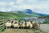 Penned Domestic sheep {Ovis aries}, Isle of Skye, Scotland