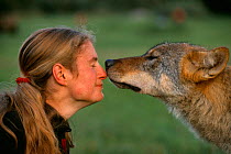 European grey wolf sniffing researcher Barbara Furpass-Prombergen Romania.