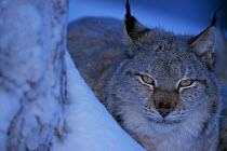 European lynx in snow {Lynx lynx} captive, Sweden.