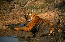 Tigress 'Bachi' after cooling in mud {Panthera tigris tigris} Bandhavgarh NP, Madhya Pradesh, India