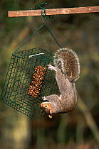 Grey squirrel on squirrel proof bird feeder {Sciurus carolinensis}  UK