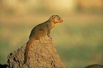 Profile of Dwarf mongoose {Helogale parvula} sitting on termite mound, Tanzania, East Africa