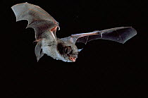 Pond bat flying at night {Myotis dasycneme} Germany
