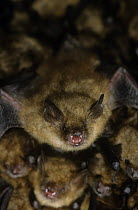 Geoffroys bats {Myotis emarginatus} roosting, Germany