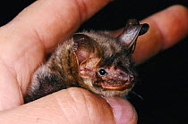 Lesser mouse eared bat held in hand {Myotis blythii} Germany