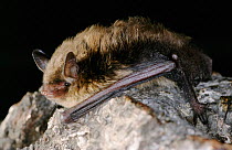 Brandts bat {Myotis brandtii} Germany