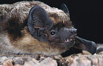 Particolored bat roosting {Vespertilio murinus} Germany