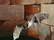 Particolored bat flying from roost {Vespertilio murinus} Germany
