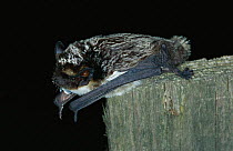 Particolored bat roosting {Vespertilio murinus} Germany
