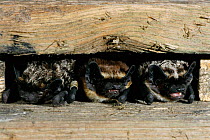 Particolored bats roosting {Vespertilio murinus} Germany
