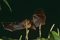 Allen's short tailed bat hunting at night {Carollia castanea} Central America