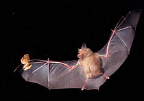 Greater horseshoe bat {Rhinolophus ferrumequinum} in flight hunting a moth at night, Germany