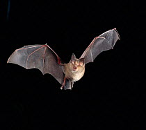 Greater horseshoe bat flying {Rhinolophus ferrumequinum} Germany