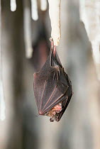 Lesser horseshoe bat roosting on stalactite in cave, Germany {Rhinolophus hipposideros}