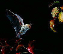 Bechstein bat in flight hunting at night {Myotis bechsteinii} Germany