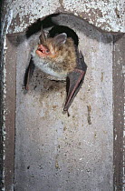 Bechstein bat emerging from hole {Myotis bechsteinii} Germany