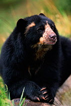 Spectacled bear {Tremarctos ornatus} Andes, South America