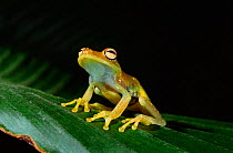 Glass frog with eggs visible through skin {Centrolenella sp} Ecuador, South America