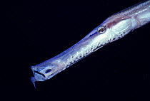 Caribbean trumpetfish snout {Aulostomus maculatus} Bahamas, Caribbean