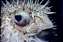 Bridled pufferfish {Chilomycterus antennatus} Bahamas, Caribbean