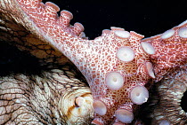 Caribbean reef octopus defense posture {Octopus briareus} Bahamas, Caribbean - close-up of tentacles and suckers