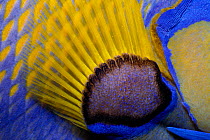Queen angelfish close-up of pectoral fin {Holacanthus ciliaris} Bahamas, Caribbean