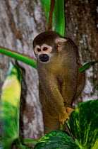 Common squirrel monkey {Saimiri sciureus sciureus}  South America