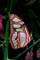 Malachite butterfly {Siproeta sp} South America