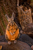Common mountain viscacha {Lagidium viscacia} Salar de Uyuni, Bolivia, South America