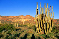 Organ pipe cactus {Stenocereus thurberi} Sonoran Deset NM, Arizona, USA