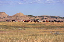 American wild horses Mustangs {Equus caballus} on South Dakota Plains, USA, 1999
