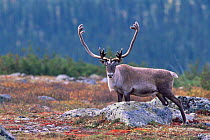 Caribou / Reindeer {Rangifer tarandus} adult male portrait September, Northern Quebec, Canada