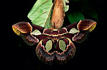 Window winged saturnid moth {Rothschildia sp} newly emerged from pupa, Amazonia, Ecuador